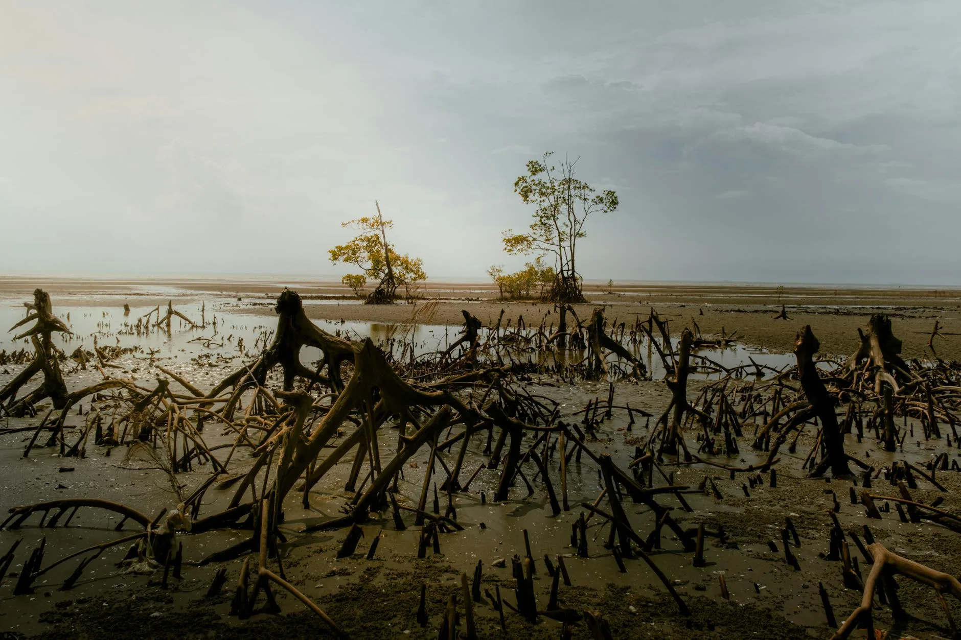 Photo by Ihsan Adityawarman on Pexels | harga cuci karpet rumah illustration