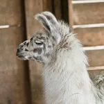 Photo by Jean Paul Wettstein on Pexels | Lama Penjemuran Karpet Setelah Cuci illustration