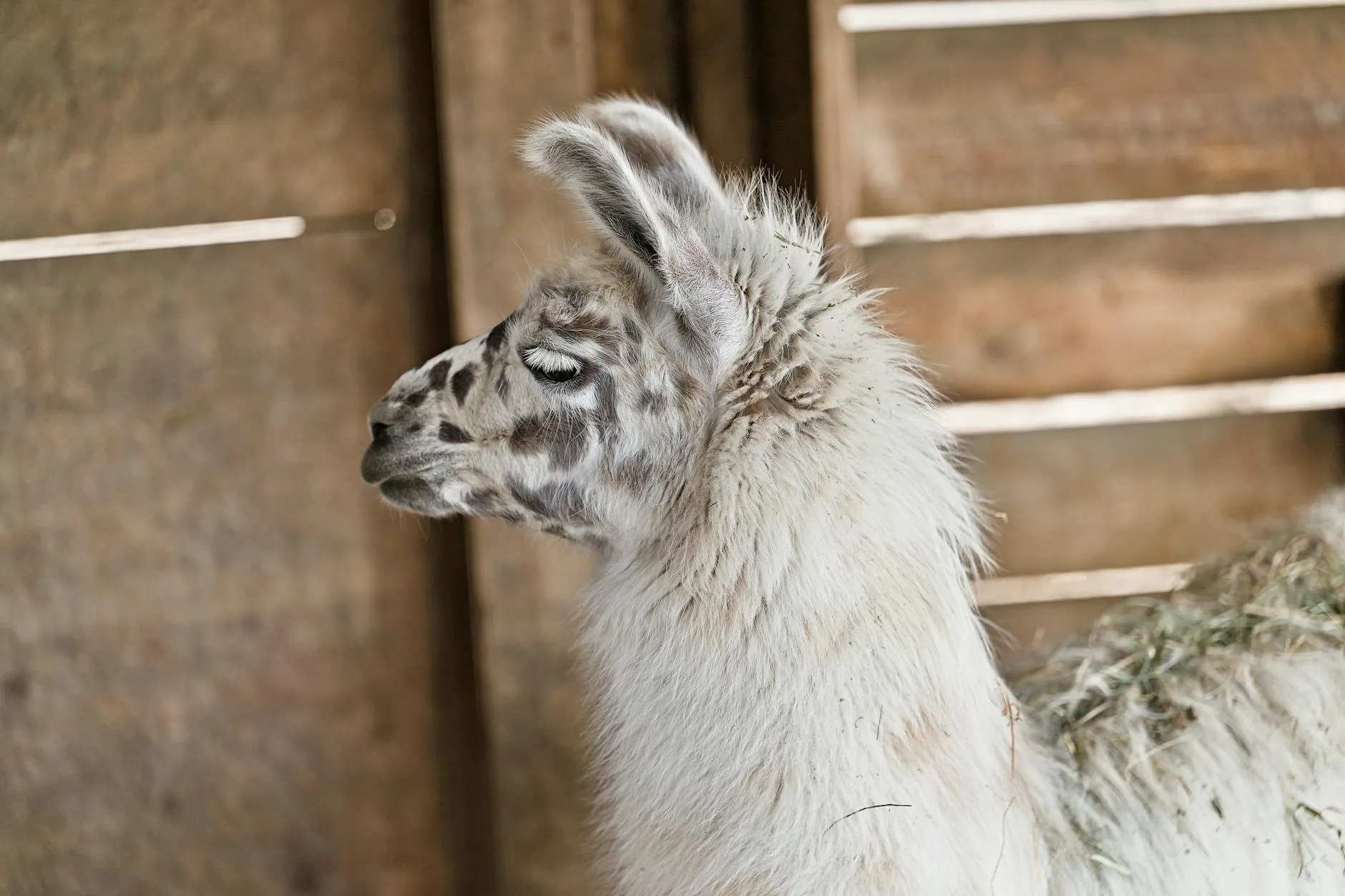 Photo by Jean Paul Wettstein on Pexels | Lama Penjemuran Karpet Setelah Cuci illustration